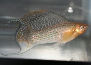 Живородящие аквариумные рыбки: виды, уход и содержание в домашнем аквариуме