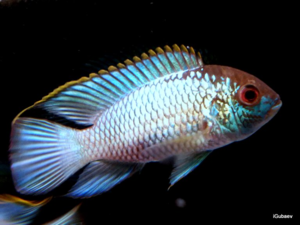 Рыбка наннакар неон блю