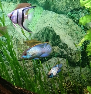 Наннакара Блю Неон: уход, содержание и особенности рыбки