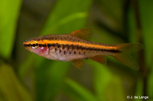 Как размножается барбус