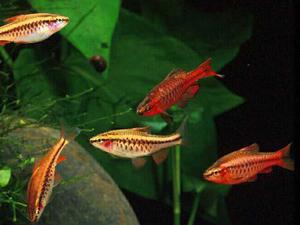 Вишнёвый барбус: уход, содержание и советы для аквариумистов