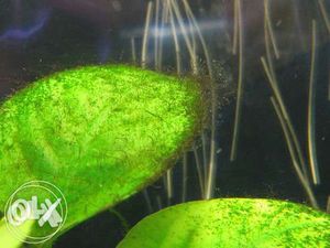 Как избавиться от черной бороды