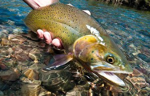 Где обитает форель