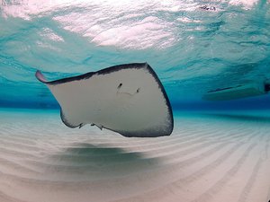 Внешний вид ската 