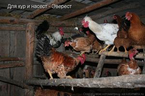 Насест из бревен