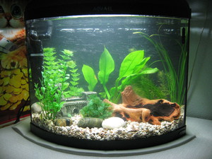 Запуска аквариума