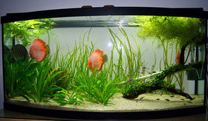 Как правильно запустить аквариум с нуля: пошаговое руководство для новичков