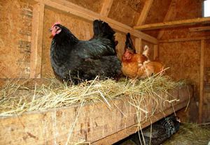 Куры несушки