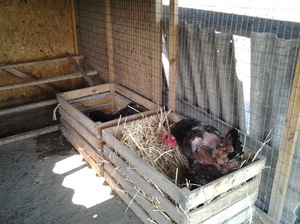 Гнездо из ящика