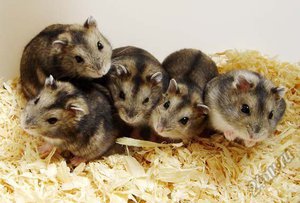 Как долго живут джунгарики