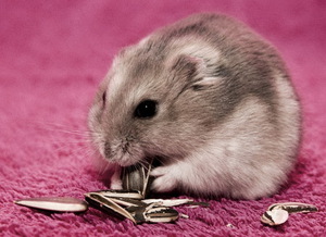 Сколько живут джунгарские хомяки: срок жизни и уход