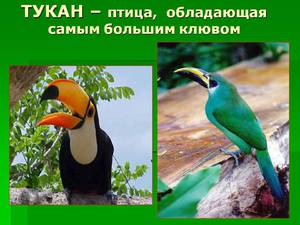 Какие враги есть у птицы тукан