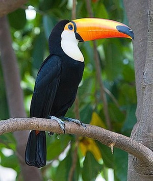 Что за птица тукан