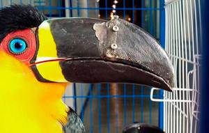 Описание птицы тукан