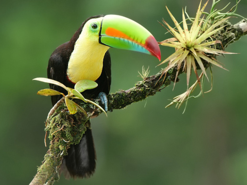 Где обитает птица тукан Звуковая коммуникация птиц