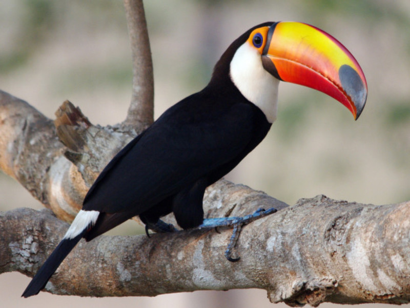 Самый большой клюв у тукана Чем питается взрослый тукан