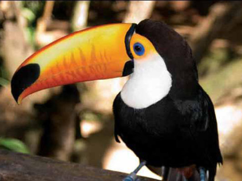 Ем питается тукан Экзотическая птица