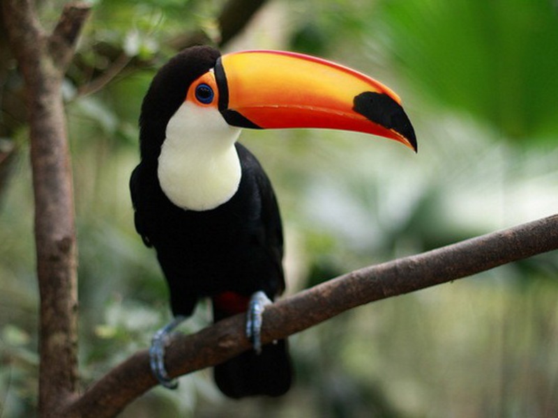 Где обитают туканы В каких краях живут туканы
