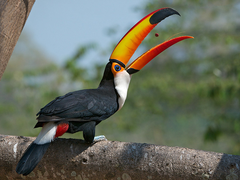 Чем питается птица тукан Самый большой клюв у тукана