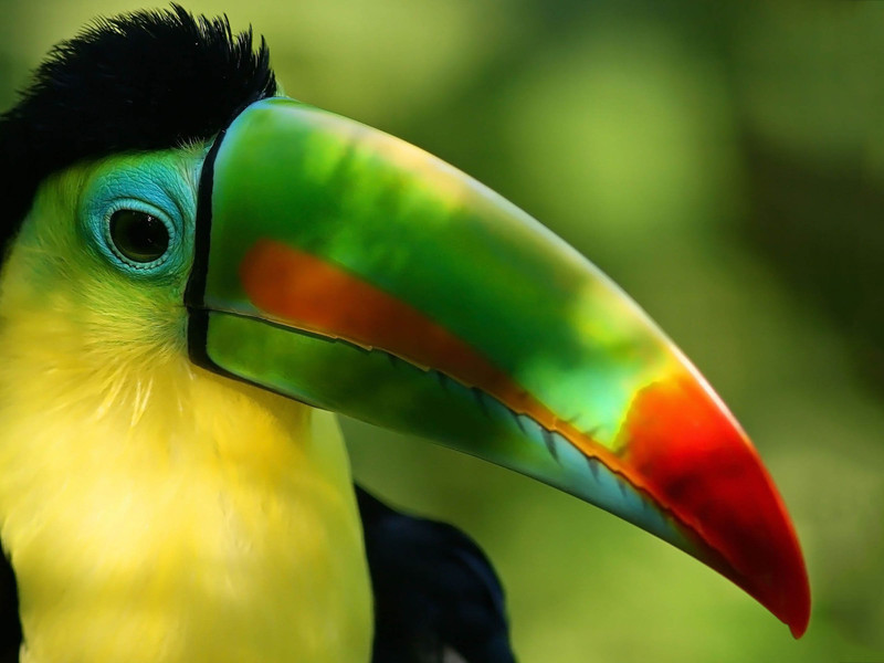 Образ жизни тукана Необычная птица с удивительным носом - тукан