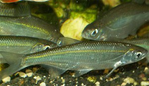 Уклейка: описание, особенности и лучшие способы ловли