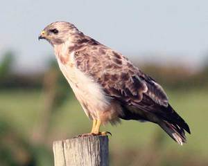 Птица хищник