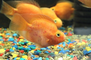 Рыба-попугай: уход, содержание и особенности аквариумного вида