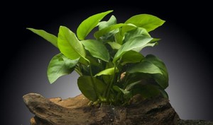 Содержание карликового Анубиаса в аквариуме