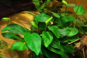 Краткое описание Анубиас Нана