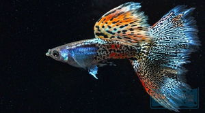 Размножение гуппи в аквариуме: уход и содержание для начинающих