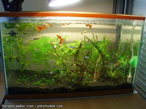 Красивая подборка Гуппи