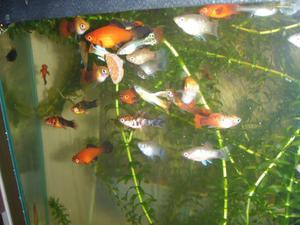 Гуппи в аквариуме содержание