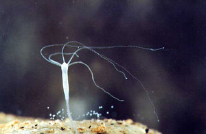 Пресноводная гидра: строение и особенности нервной системы