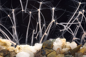 Кишечнополостный полип или пресноводная гидра - что это такое