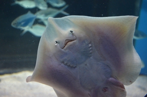 Рыба морской кот: описание и характеристики        