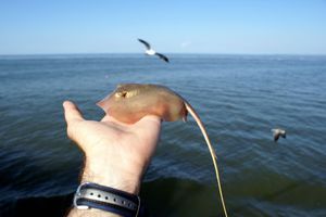 Рыба морской кот