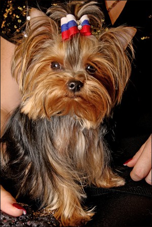 Интересные факты о йоркширских терьерах