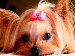 Описание характера йорков