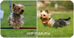 Дрессировка  йоркширского терьера