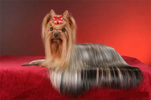 Чем можно кормить йоркширского терьера