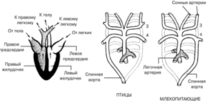 Сколько камер в сердце у птиц: особенности строения