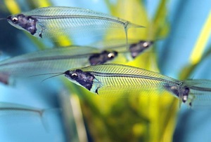 Стеклянные сомы: уход, содержание и особенности аквариумного разведения
