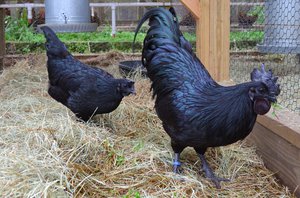 Аям Цемани: описание породы и особенности содержания