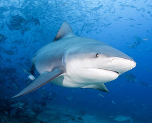 Виды акул: классы, особенности и разновидности хищников океана