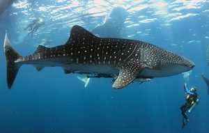 Китовая акула