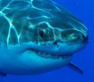 Тупорылая акула