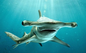 Акула-молот