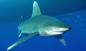 Акула длиннокрылая