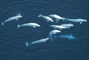 Стая белух