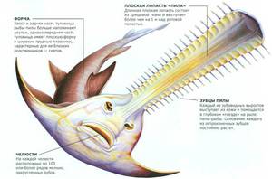 Пилорыл - особенности строения